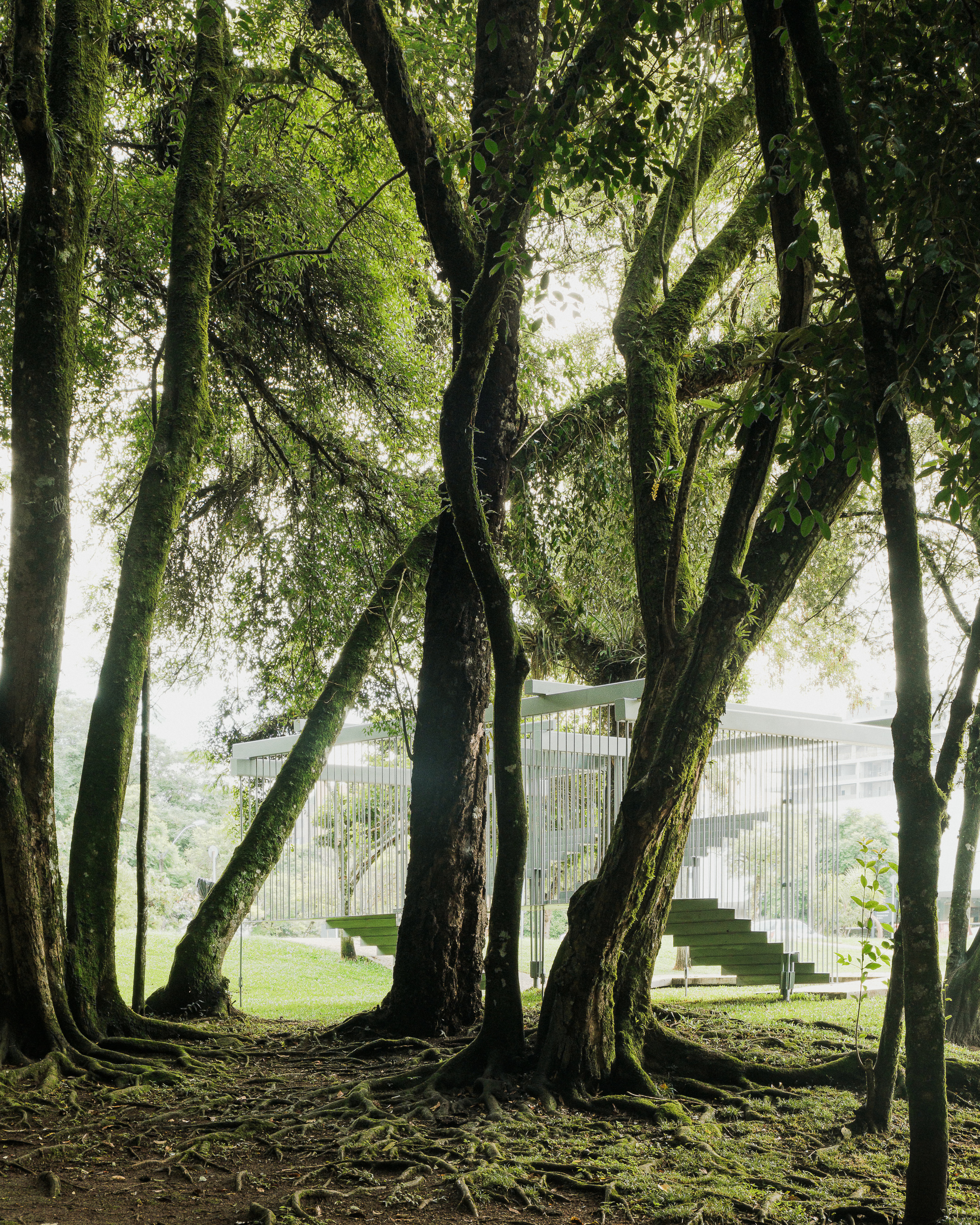 Featured image for “Sower & Around a Tree. Installation in Curitiba, Brazil”